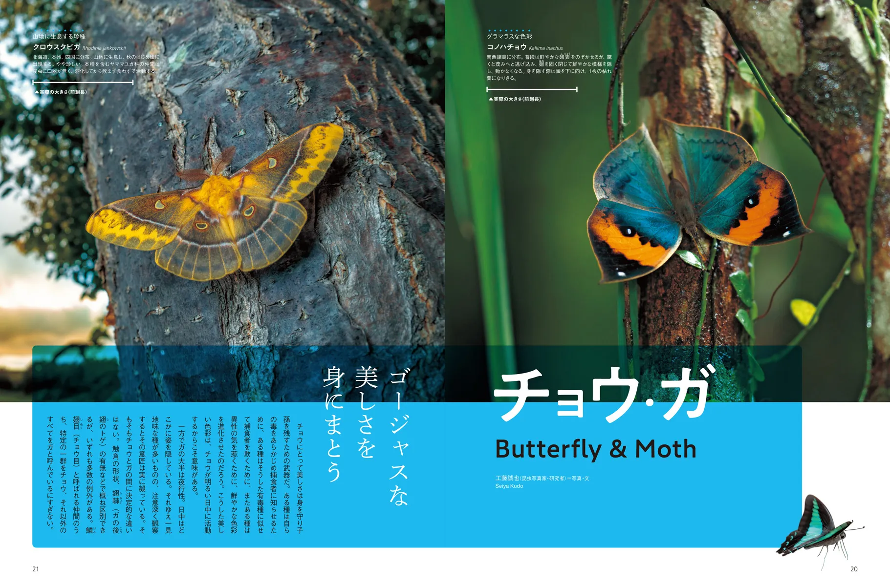 昆虫のすごい世界|学習と教育を支援する通販会社-YTT Net